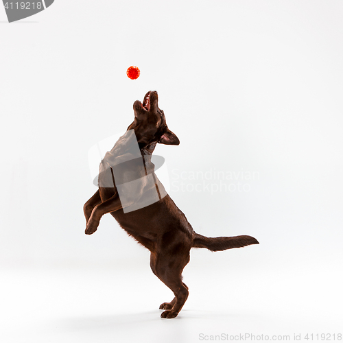 Image of The brown labrador retriever on white