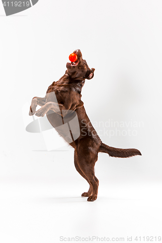 Image of The brown labrador retriever on white