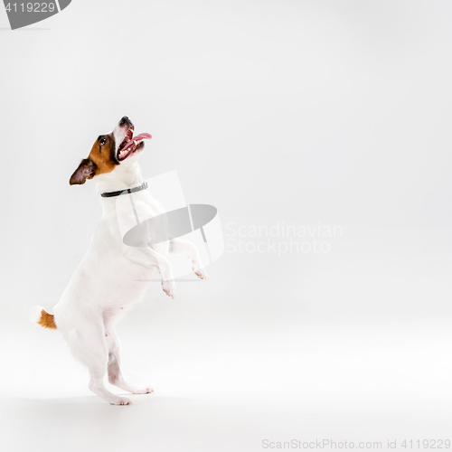 Image of Small Jack Russell Terrier on white