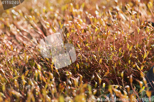 Image of Moss in backlight