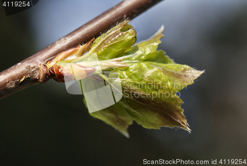 Image of Spring leaves, macro shot