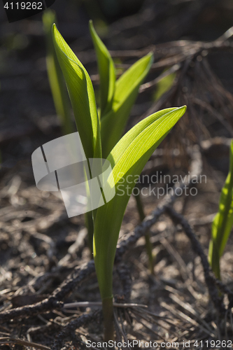 Image of Lily of the valley in spring