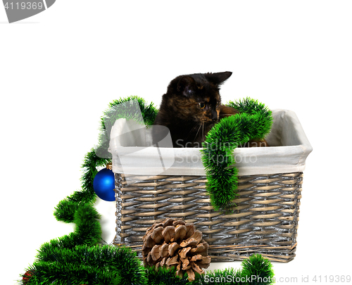 Image of Brown kitten sitting in wicker basket with Christmas tinsel, Chr