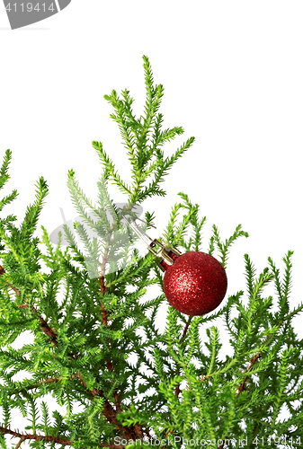 Image of Green branch of decorative home pine tree with red Christmas-tre