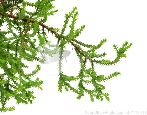 Image of Branch of decorative home Christmas-tree