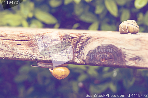 Image of Snail climbing under a plank