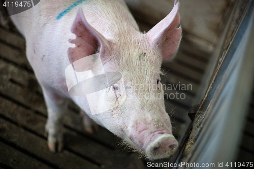 Image of Hairy pig at a farm stable