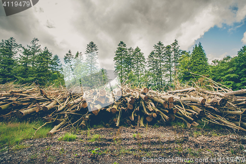 Image of Wooden logs and branches in a pine forest