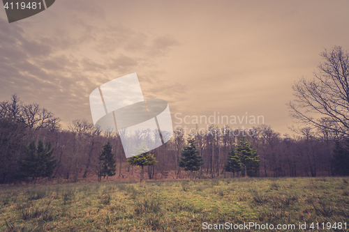 Image of Autumn scenery with pine trees