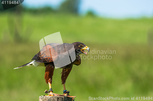 Image of Harris hawk on a wooden pole