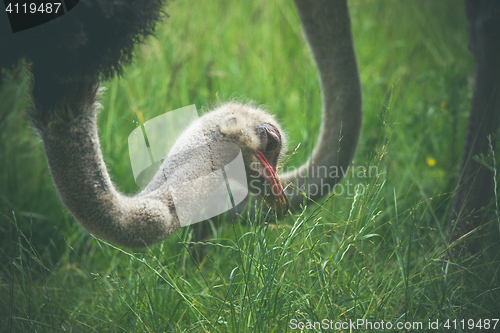 Image of Ostrich eating green grass
