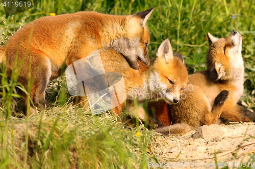 Image of family of red foxes playing near the den