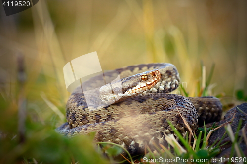 Image of female common adder  ready to strike