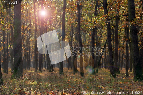 Image of forest view in fall season