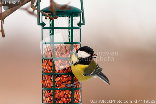 Image of great tit hanging on peanut bird feeder