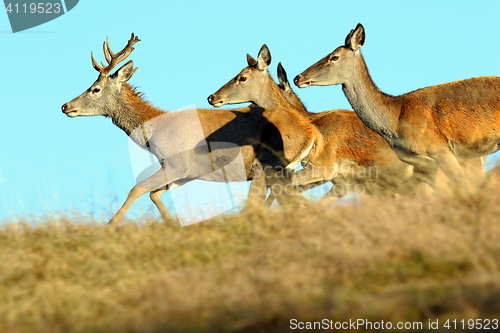 Image of group of running red deers