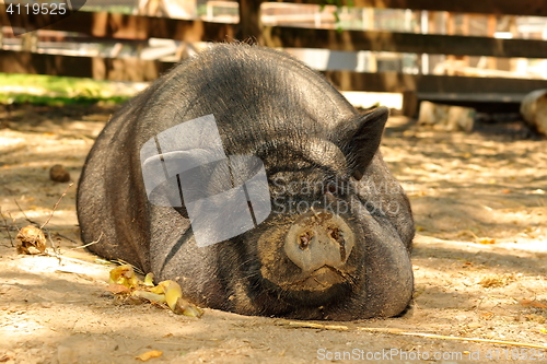 Image of huge lazy pig at the farm