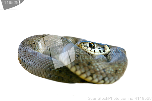 Image of isolated grass snake