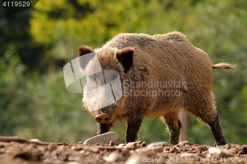 Image of large curious boar