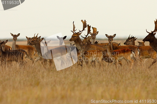 Image of large herd of fallow deers 