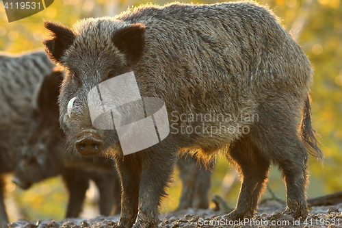 Image of large male wild boar
