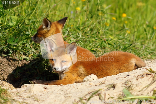 Image of lazy fox cub