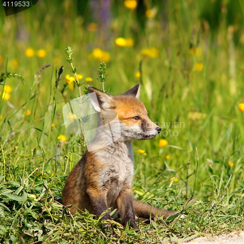 Image of little red fox cub