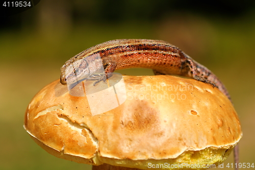 Image of lizard basking on mushroom