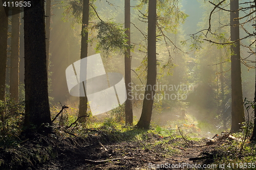 Image of misty spruce forest