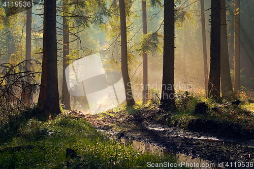 Image of beautiful morning light in spruce forest