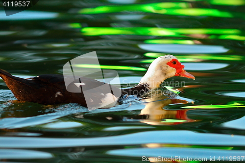 Image of muscovy duck on colorful pond