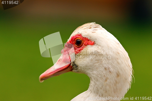 Image of portrait of muscovy duck