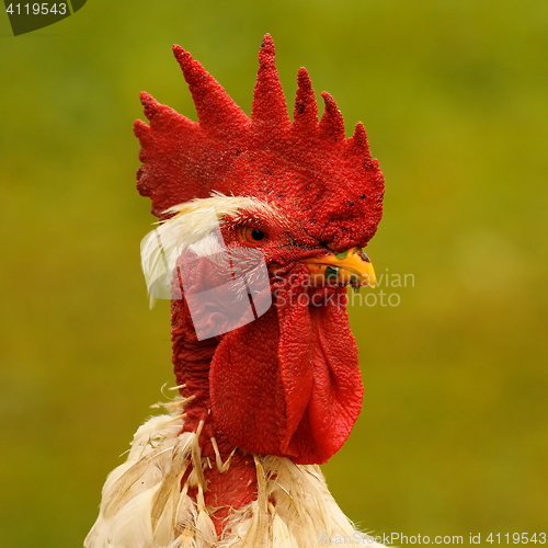 Image of portrait of proud rooster