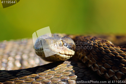 Image of portrait of the rarest snake in europe