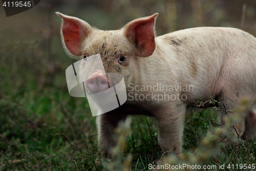 Image of portrait of young pig