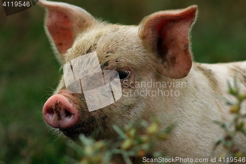 Image of portrait of young pink pig