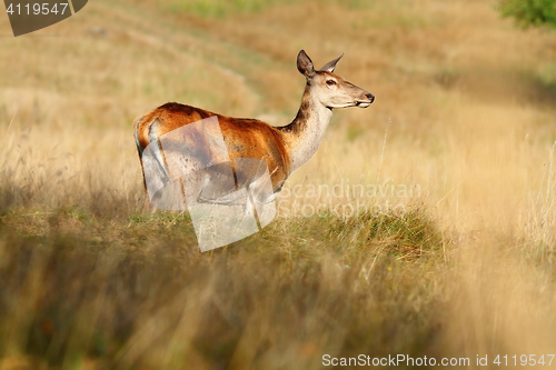 Image of red deer doe on mountain meadow