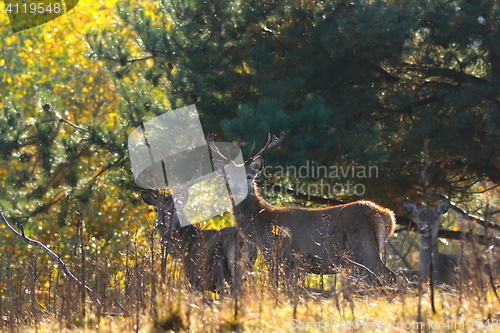 Image of red deer stags