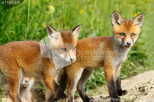 Image of red fox brothers