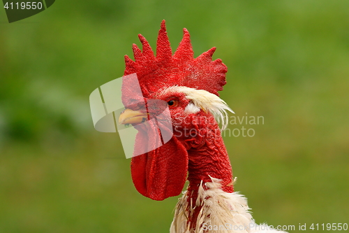 Image of rooster portrait on green background