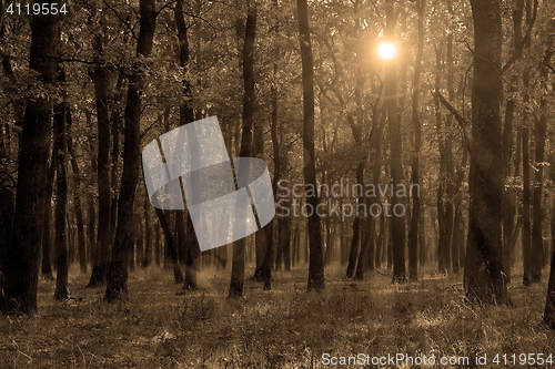 Image of sepia autumn forest