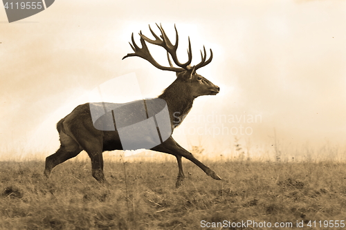 Image of sepia image of red deer stag