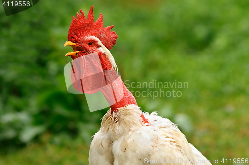 Image of shaggy rooster portrait