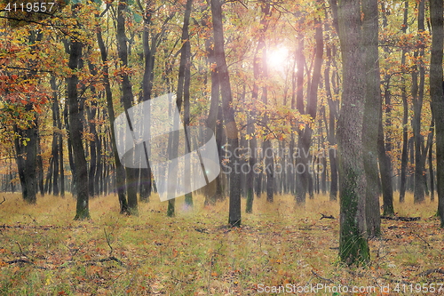Image of sun light in young oak forest