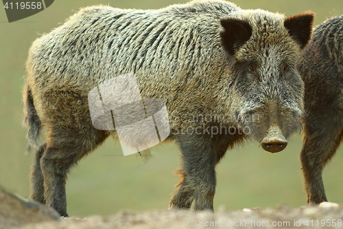 Image of sus scrofa looking at camera