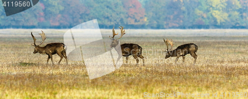 Image of three fallow deer stags