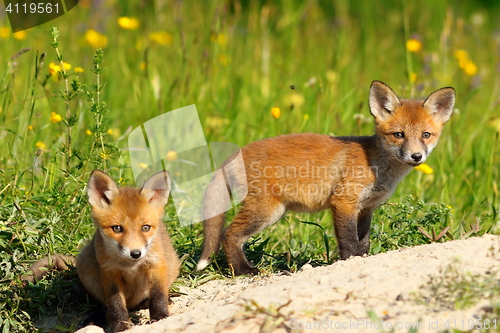 Image of two fox cubs looking at the camera
