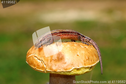 Image of wall balkan lizard on mushroom