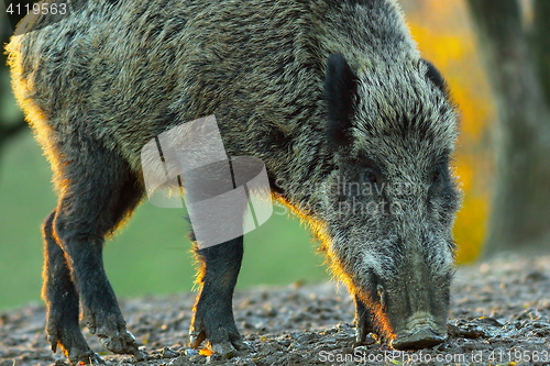 Image of wild boar closeup at dawn