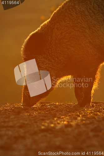 Image of wild boar portrait in orange sunset